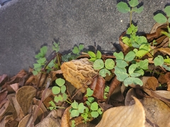 Morchella rufobrunnea