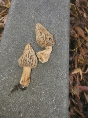 Morchella rufobrunnea