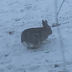 Sylvilagus floridanus