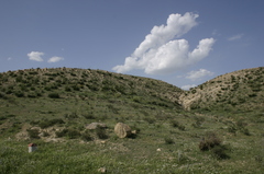 Ampelodesmos mauritanicus