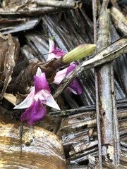 Skjold Søndergaard, CC BY, iNaturalist via GBIF Goeppertia metallica, photograph Skjold Søndergaard, CC BY, iNaturalist via GBIF