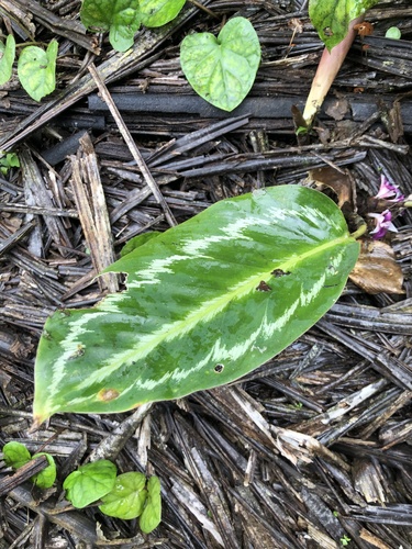 Goeppertia metallica, photograph 4
