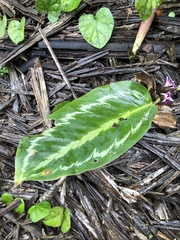 Skjold Søndergaard, CC BY, iNaturalist via GBIF Goeppertia metallica, photograph Skjold Søndergaard, CC BY, iNaturalist via GBIF