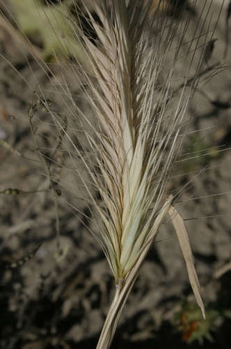 Hordeum murinum subsp. glaucum image