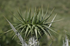 Onopordum macracanthum