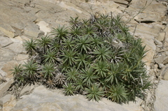 Atractylis caespitosa