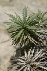 Atractylis caespitosa