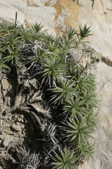 Atractylis caespitosa