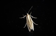 Orocrambus ramosellus