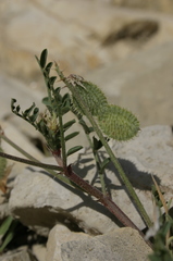 Sulla glomerata