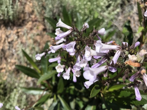 California yerba santa (Eriodictyon californicum)