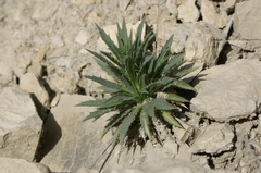 Atractylis caespitosa