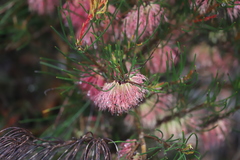 Melaleuca lateralis