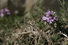 Thymus willdenowii