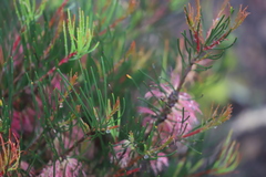 Melaleuca lateralis