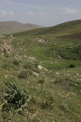 Asphodelus ramosus ramosus