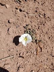 Convolvulus demissus