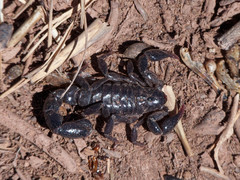 Bothriurus burmeisteri