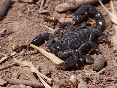 Bothriurus burmeisteri