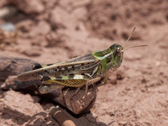 Dichroplus maculipennis