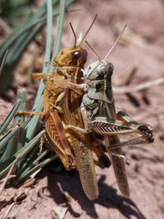 Dichroplus maculipennis