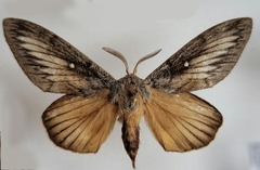 Gloveria arizonensis