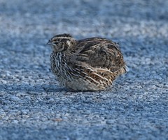 Coturnix