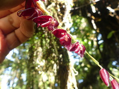 Pleurothallis restrepioides