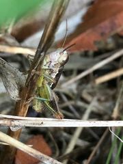 Bogotacris acuticauda