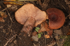 Lactarius mutabilis