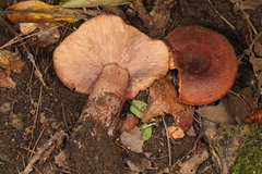 Lactarius mutabilis