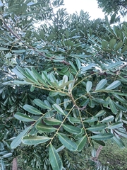 Simarouba glauca