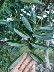 Simarouba glauca