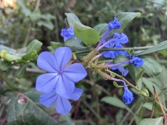 Plumbago auriculata
