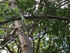 Crotophaga sulcirostris