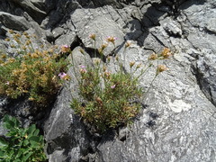 Dianthus rupicola