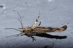Stathmopoda plumbiflua