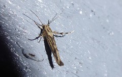 Stathmopoda plumbiflua