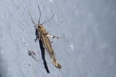 Stathmopoda plumbiflua