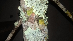 Conistra staudingeri
