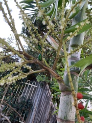 Ischiopsopha wallacei