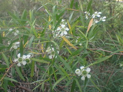 Leptospermum petersonii