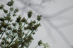 Pachyramphus aglaiae