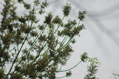 Pachyramphus aglaiae