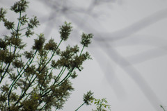 Pachyramphus aglaiae