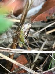 Bogotacris acuticauda