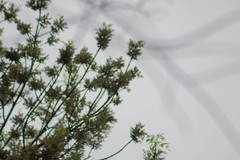 Pachyramphus aglaiae