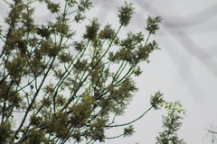 Pachyramphus aglaiae