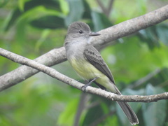 Myiarchus panamensis