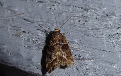 Eudonia legnota